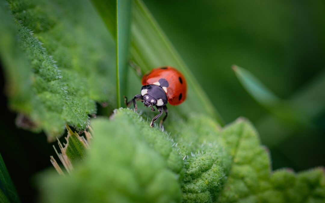Memastikan Permainan yang Adil: Solusi Kuantum untuk Poker Online